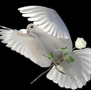 Meet your Posher, Vee